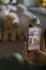 Phone in woman hand make picture of charming beige dog puppy Maltipoo.