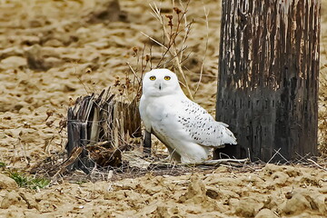 snowy owl