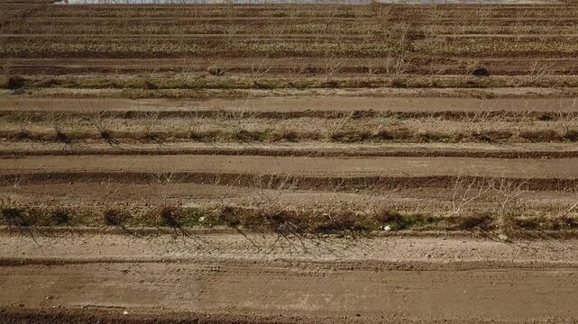 Drone top view of agricultural field with water irrigation system creating rows of wet and dry soil, highlighting farming methods and rural cultivation in an arid landscape.