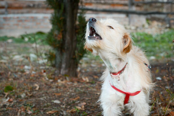 A young rescued dog with a wound around his neck from being tied up with wire at an animal shelter