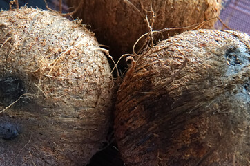 Close-up of several coconuts on a table basking in the sun in Costa Rica