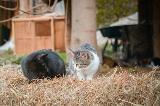 A black and a tabby cat are resting on a bale of straw in the backyard of an animal sanctuary