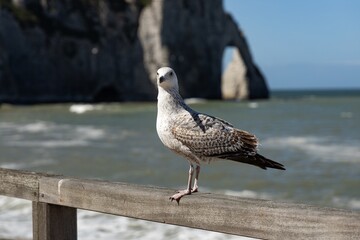 Majestic seagull perched on wooden railing overlooking serene ocean waves and dramatic coastal cliffs under bright blue sky