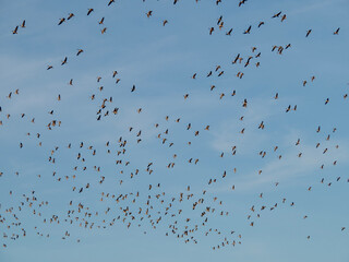 Flock of pink footed geese in flight