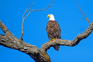 bald eagle