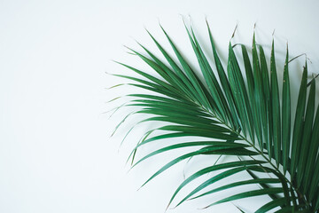 Fototapeta premium Palm Leaf Against White Background Tropical Minimalist Aesthetic Home Decor Plant Backdrop