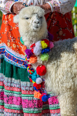 Alpaca and llama animal in Peru. Furry fluffy wool of alpaca in South America. Funny happy alpacas and llamas in the mountain fields and meadows decorated by shepherd with colorful threads and ribbons