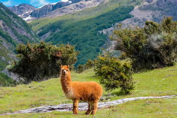 Alpaca and llama animal in Peru. Furry fluffy wool of alpaca in South America. Funny happy alpacas and llamas in the mountain fields and meadows decorated by shepherd with colorful threads and ribbons