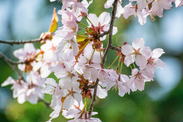 開花した桜の木