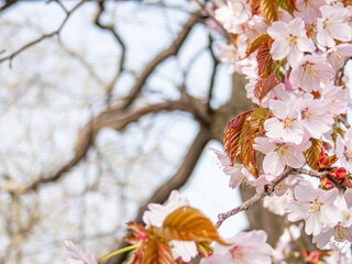 開花した桜の木