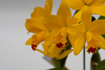 オレンジ色のカトレアと白い背景