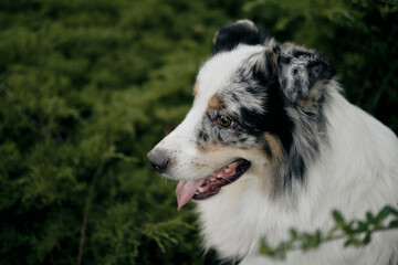 Side profile of Australian Shepherd dog standing among green bushes, smiling and looking away in the park. Portrait of beautiful blue merle aussie.