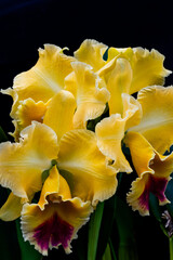 黄色いカトレアと黒い背景