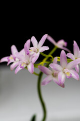 ピンクの蘭