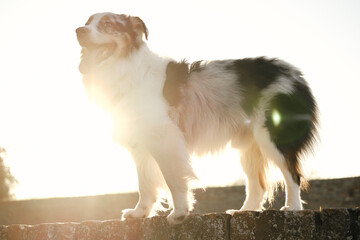Australian Shepherd standing proudly on a stone wall against bright sunset light, fluffy coat...