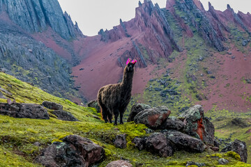 Alpaca and llama animal in Peru. Furry fluffy wool of alpaca in South America. Funny happy alpacas and llamas in the mountain fields and meadows decorated by shepherd with colorful threads and ribbons