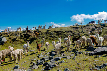 Alpaca and llama animal in Peru. Furry fluffy wool of alpaca in South America. Funny happy alpacas and llamas in the mountain fields and meadows decorated by shepherd with colorful threads and ribbons