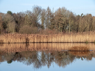 Reedbed and trees reflected in a calm pond