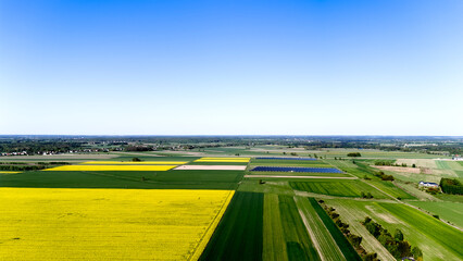 Large field of yellow flowers with a blue sky in the background. Aerial view of landscape.