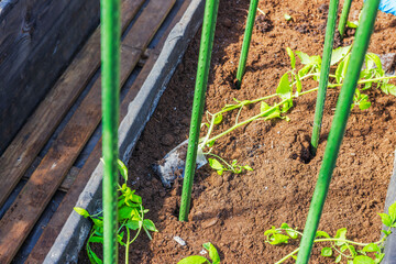 Tomato seedlings in mesh bags laid on soil in greenhouse garden bed with green vertical support stakes. Sweden.