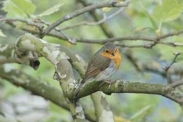 European robin (Erithacus rubecula) sitting on a tree branch in Zurich, Switzerland