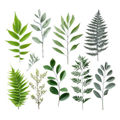 Fototapeta premium Assorted green foliage branches arranged for nature and botanical use, clear background --v 7.0