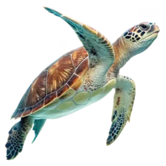 Fototapete Rund Sea turtle isolated on white background png sea turtle png marine turtle png swimming turtle png endangered species png transparent background image © SF png
