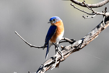 Bluebird  on a branch