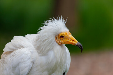 Egyptian Vulture Neophron percnopterus