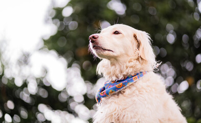 Perro blanco con pañuelo azul posando con fondo natural y efecto bokeh - foto de stock