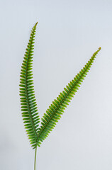 Dos hojas de helecho en forma de V sobre fondo blanco minimalista - foto de stock 