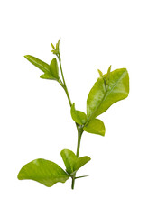 Rama de planta de cítrico joven con hojas verdes aislada sobre fondo trasparente - foto de stock