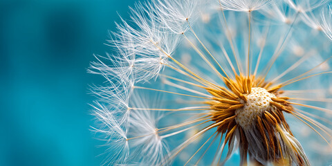 Obraz premium Close-up of dandelion seed head against teal background, showcasing delicate white seeds and golden center, symbolizing fragility, nature, and new beginnings