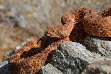 Red speckled rattlesnake in the sun with tongue out in a striking and defensive pose