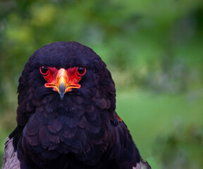 Terathopius ecaudatus, Bateleur eagle
