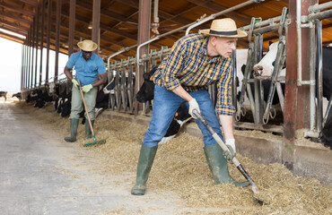 Young positive farmer working in cowshed, engaged in breeding of milking cows