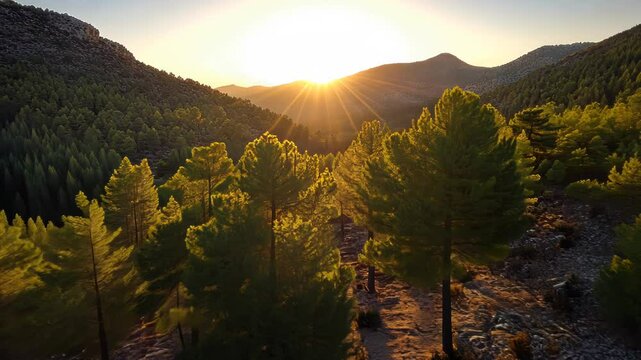 Pine forest valley sunset view, aerial perspective