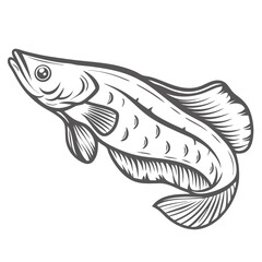 Black Ghost Knifefish Vector Illustration