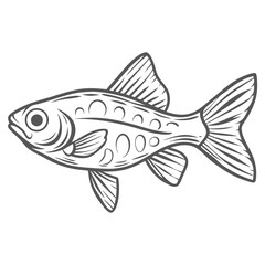 Celestial Pearl Danio Line Art Illustration