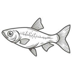 Chili Rasbora Fish Line Art Illustration