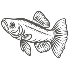 Chinese Algae Eater Fish Line Art