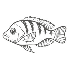 Firemouth Cichlid Line Art Illustration