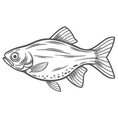 Giant Danio Fish Line Art Illustration