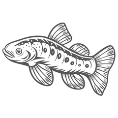 Hillstream Loach Sewellia Lineolata Outline Illustration