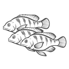 Mbuna Cichlids Group Line Art Illustration