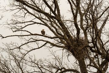 Bald Eagle Perched On A Branch Near Her Nest In De Pere, Wisconsin