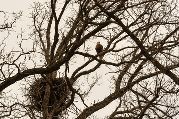 Bald Eagle Perched On A Branch Near Her Nest In De Pere, Wisconsin