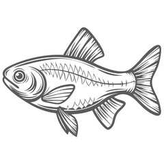 Pearl Danio Fish Line Art Illustration