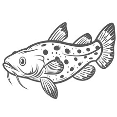 Pimelodus Pictus Catfish Vector Illustration