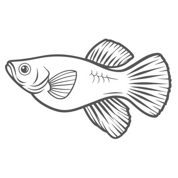 Sailfin Molly Fish Line Art Illustration